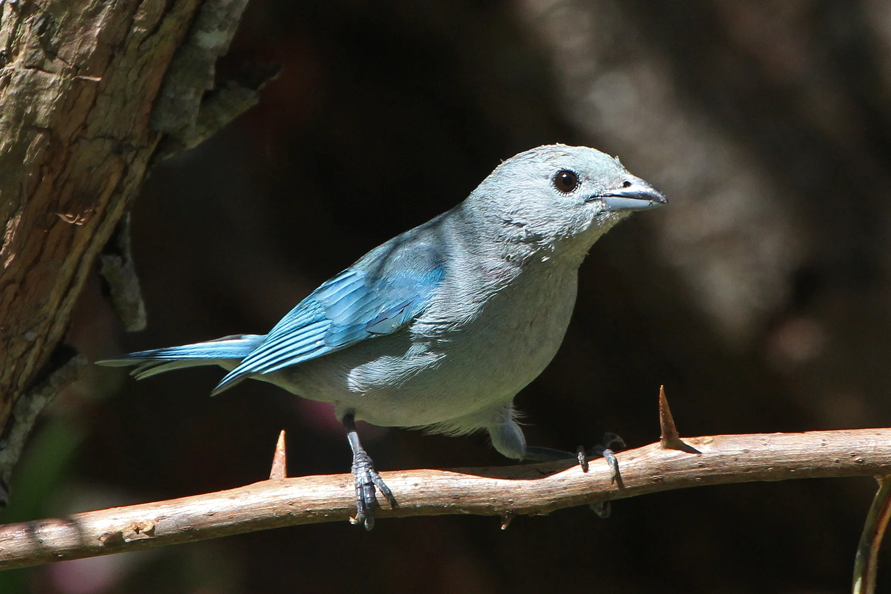 Birdwatching