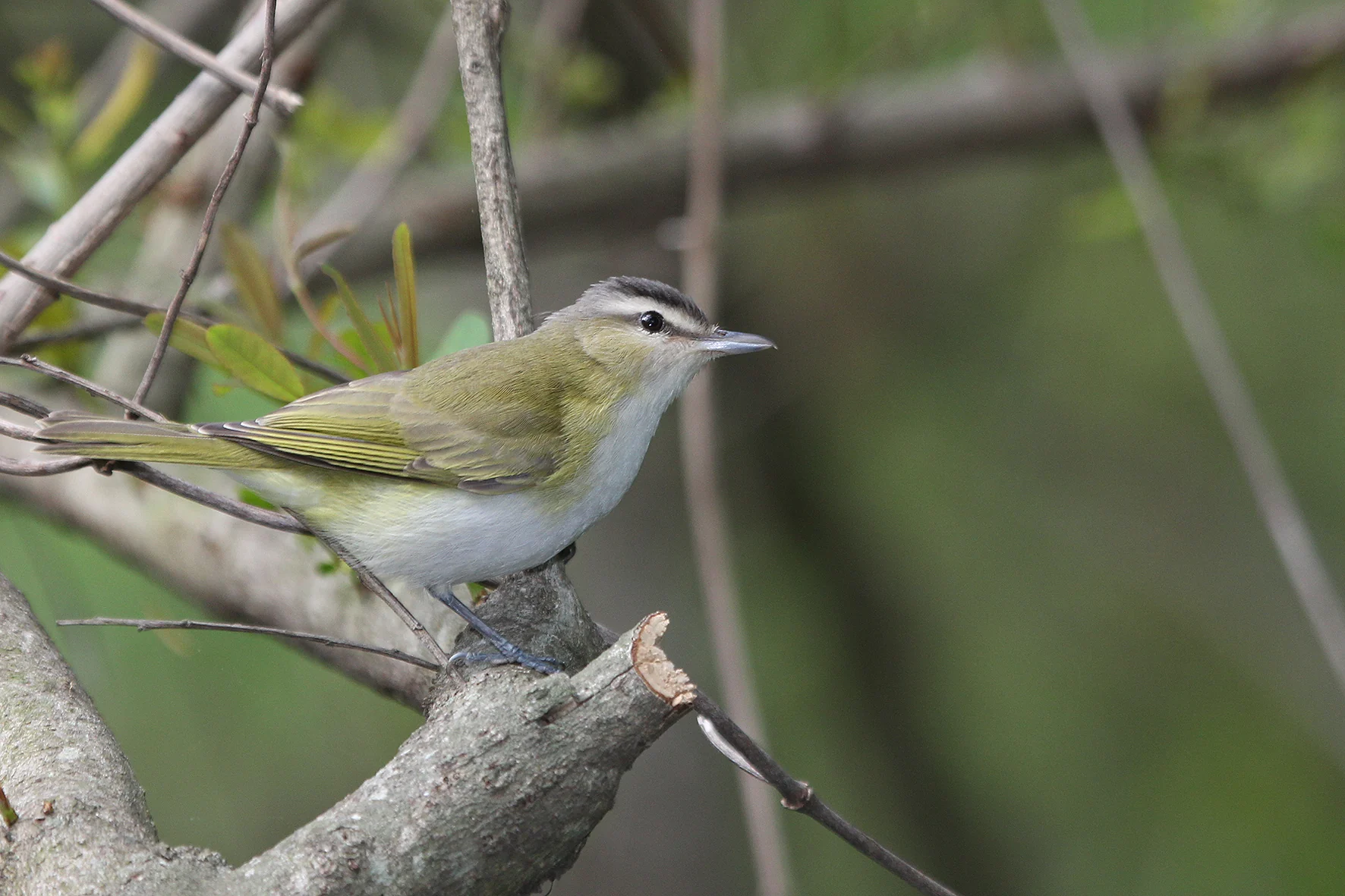 Delta bird photographed by Roberto Güller at Isla Verde, image 4