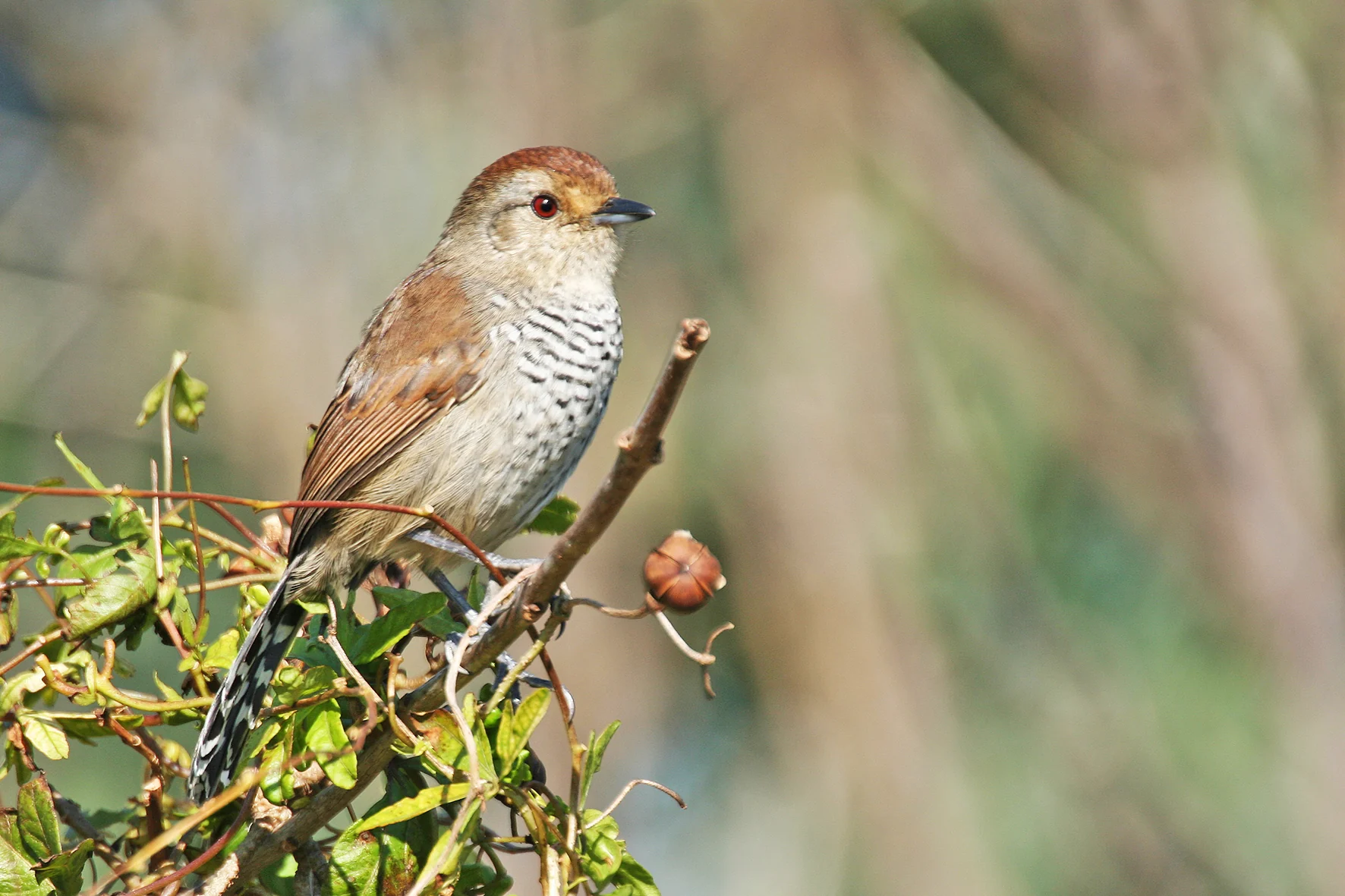 Delta bird photographed by Roberto Güller at Isla Verde, image 5