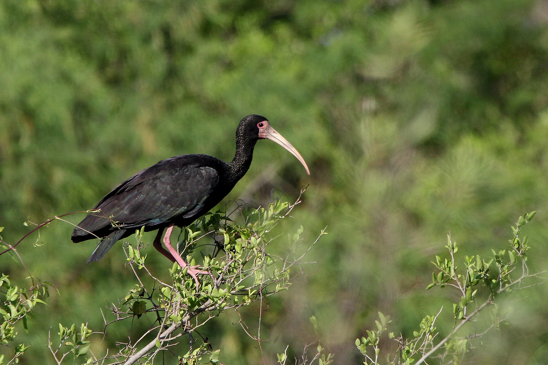 Delta bird photographed by Roberto Güller at Isla Verde, image 6
