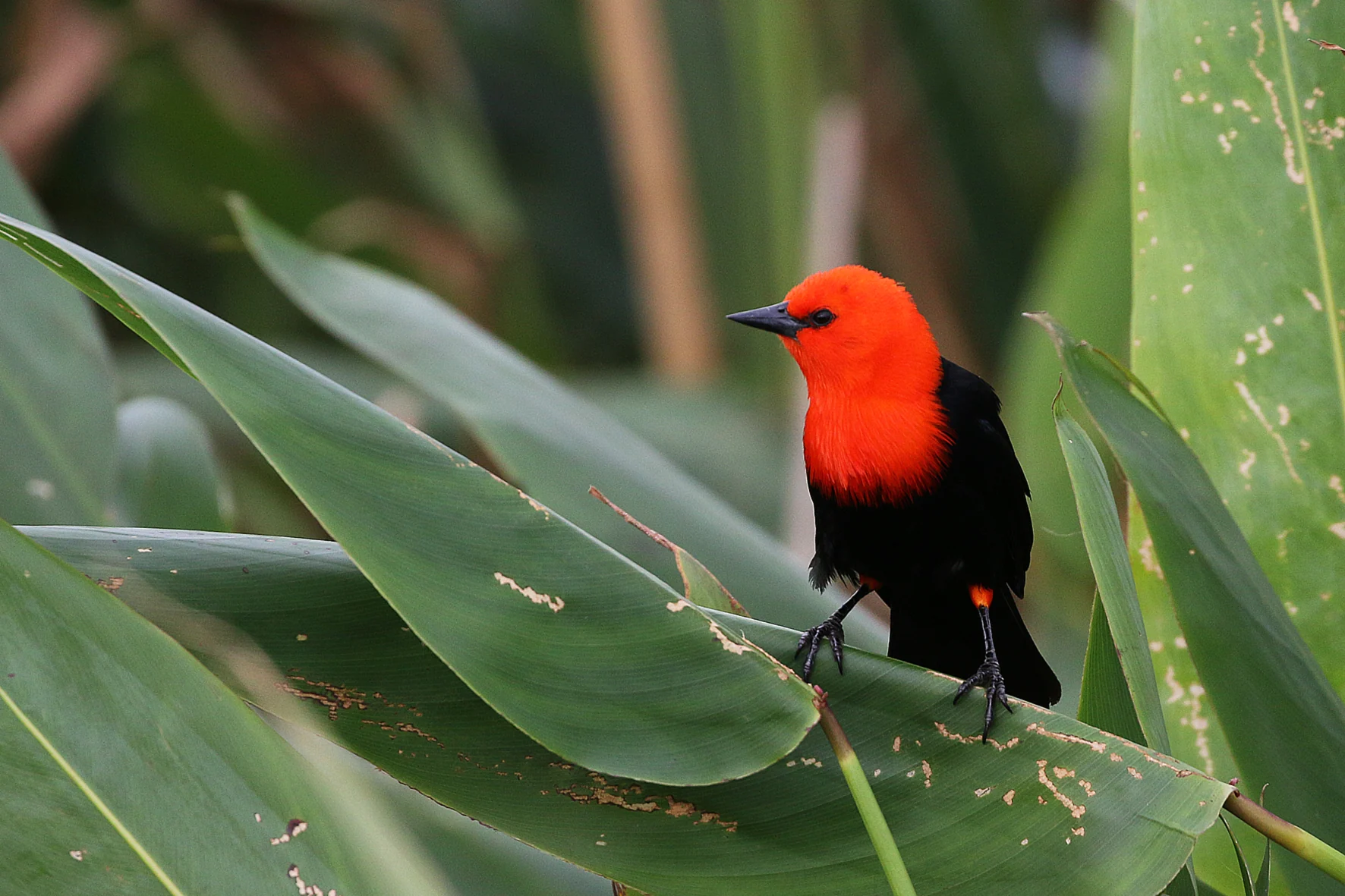 Delta bird photographed by Roberto Güller at Isla Verde, image 7