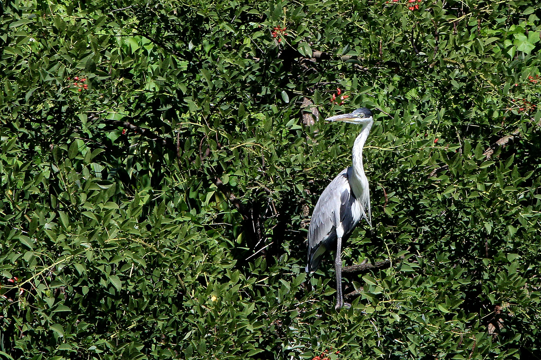 Delta bird photographed by Roberto Güller at Isla Verde, image 8