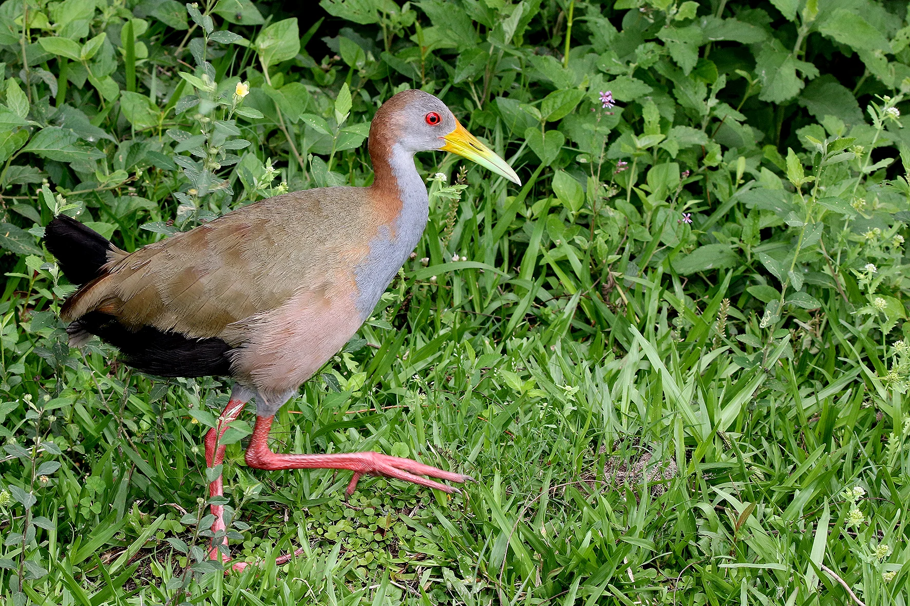Delta bird photographed by Roberto Güller at Isla Verde, image 9