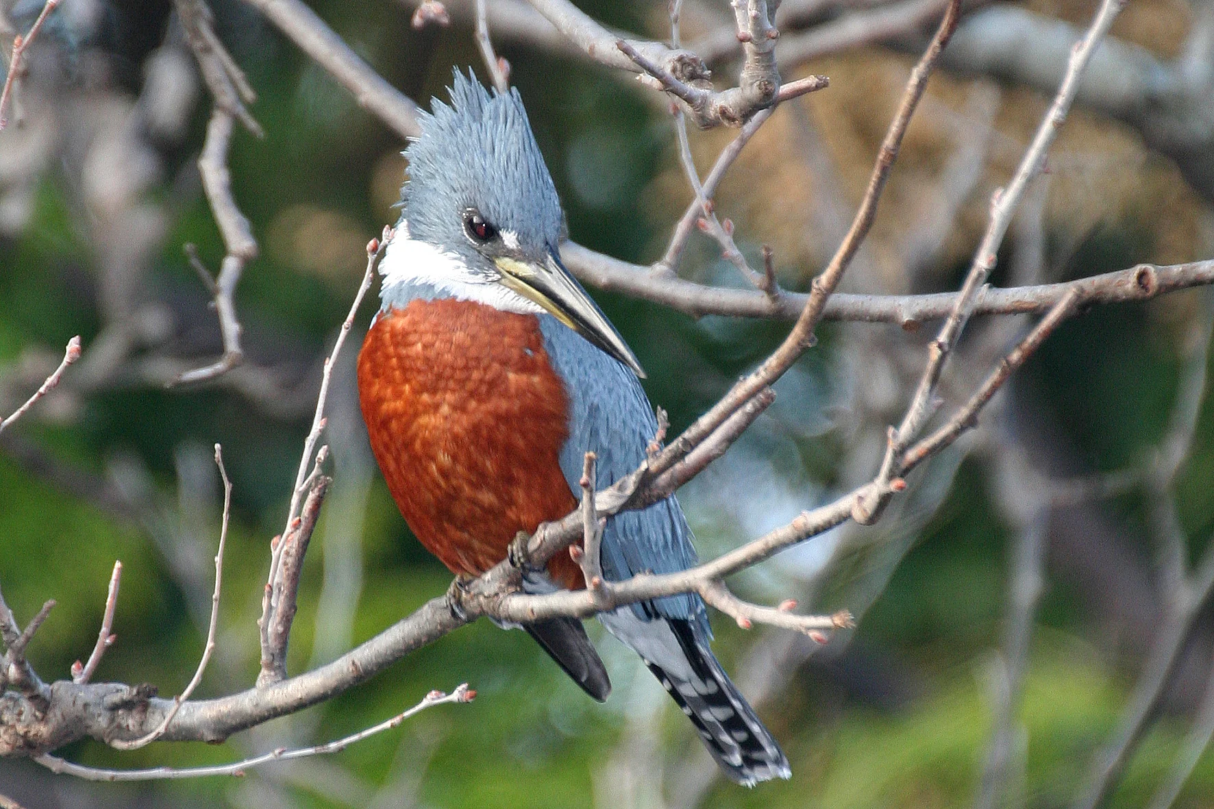 Delta bird photographed by Roberto Güller at Isla Verde, image 10