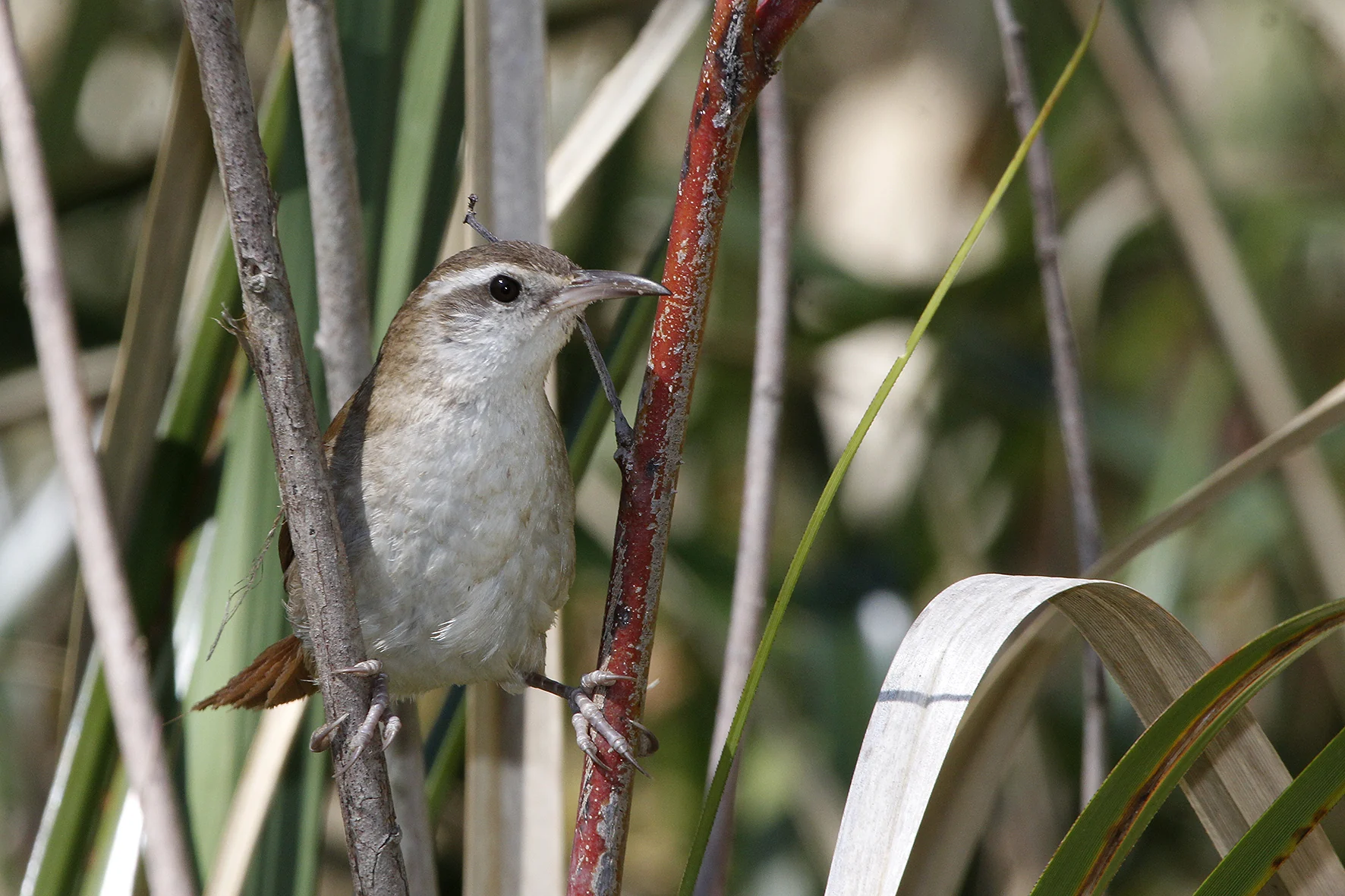 Delta bird photographed by Roberto Güller at Isla Verde, image 11