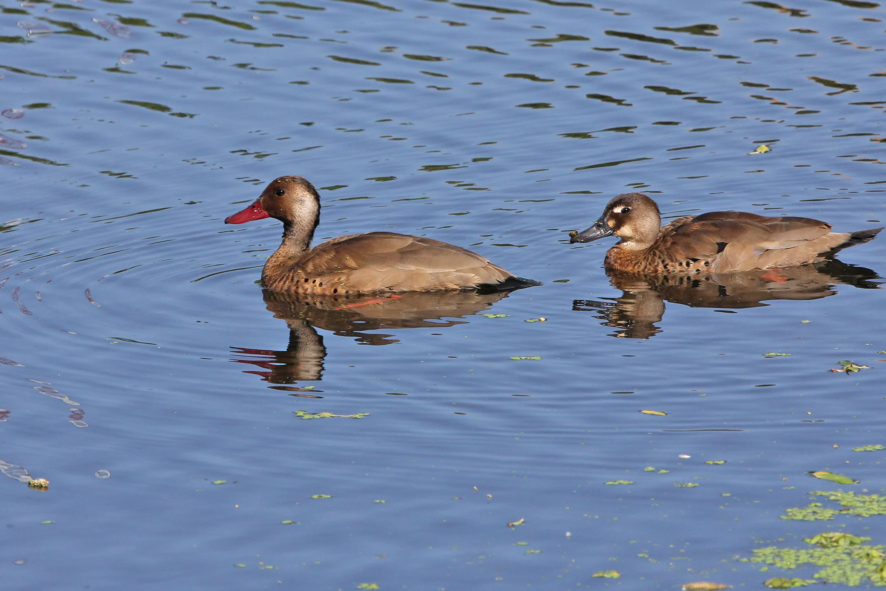 Delta bird photographed by Roberto Güller at Isla Verde, image 12