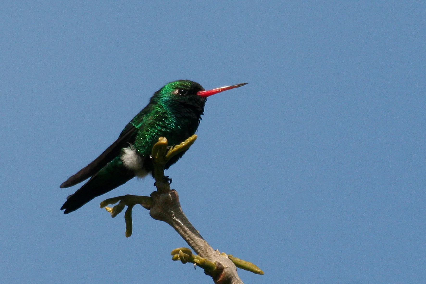 Delta bird photographed by Roberto Güller at Isla Verde, image 13
