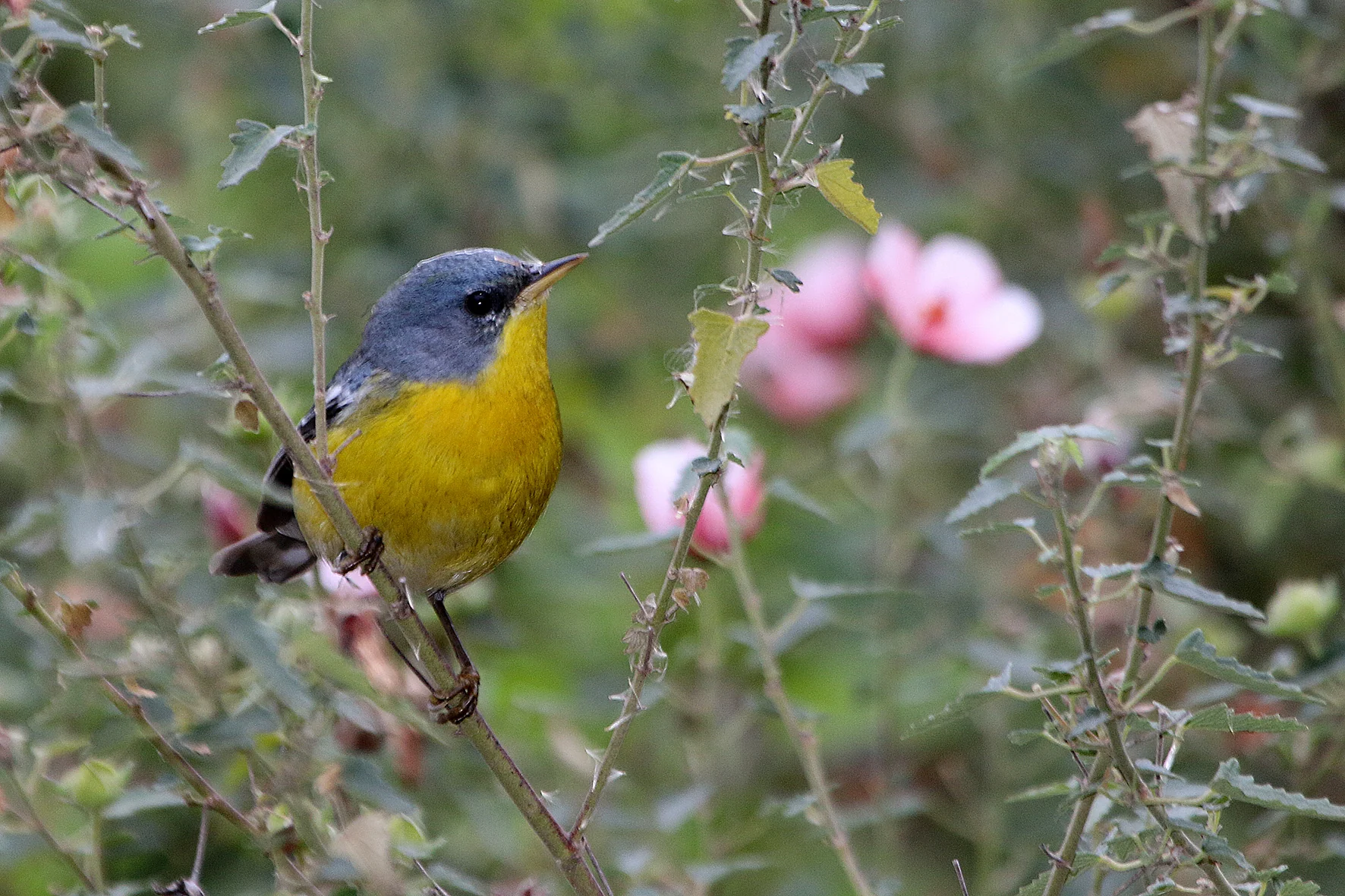 Delta bird photographed by Roberto Güller at Isla Verde, image 14