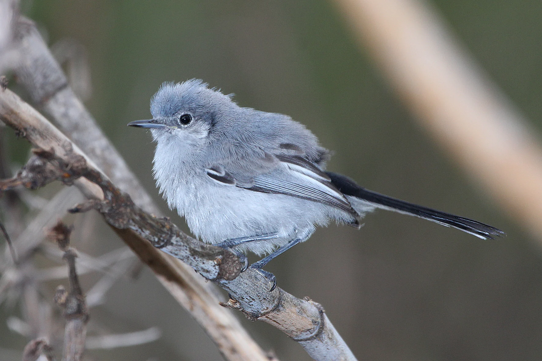Delta bird photographed by Roberto Güller at Isla Verde, image 15