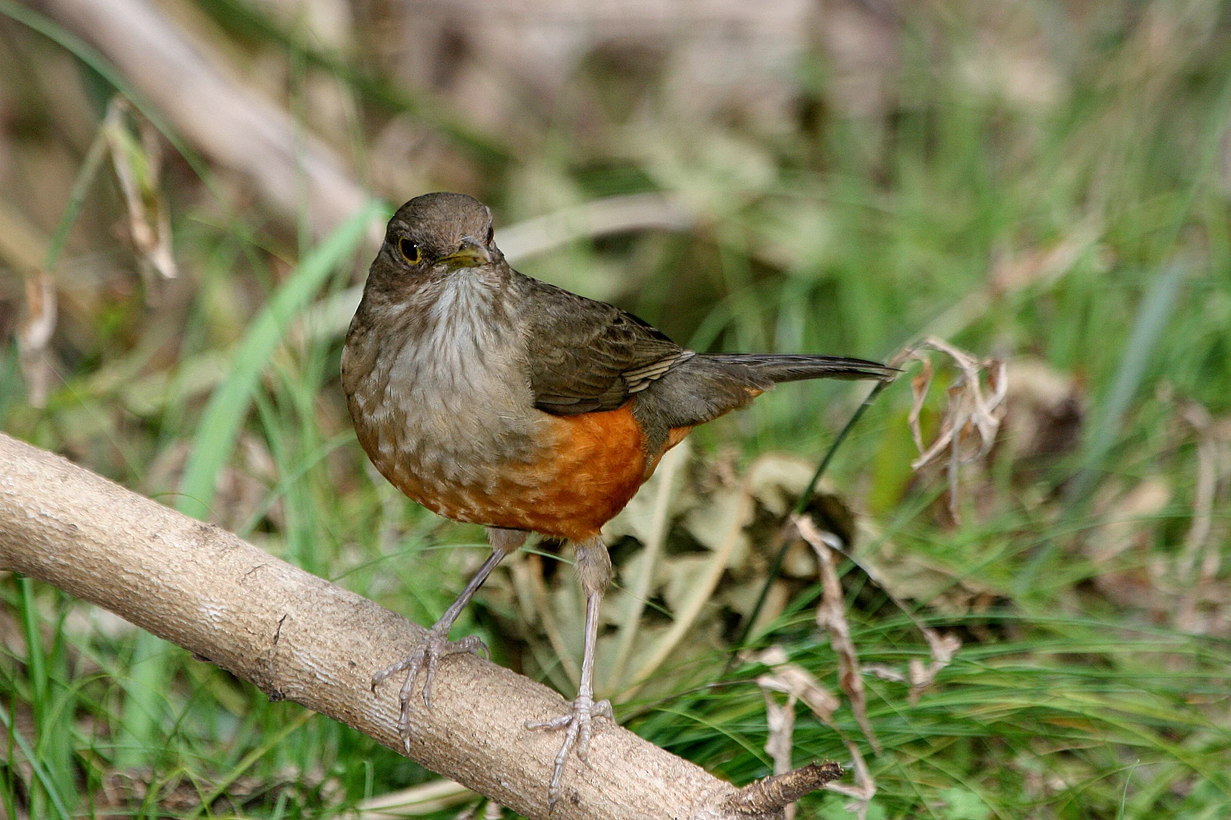 Delta bird photographed by Roberto Güller at Isla Verde, image 16